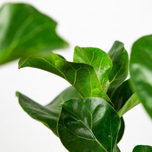 Фикус Ficus Ficus Tibaco 60/17