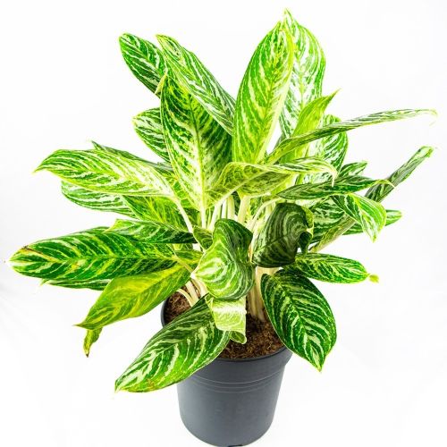 Аглаонема Голден Мадонна Aglaonema Golden Madonna 60/24 (Н)