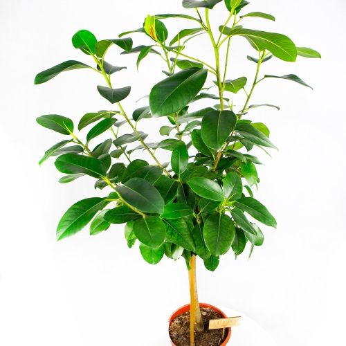 Фикус австралийский на штамбе Ficus australis on stem 100/21 (Н)