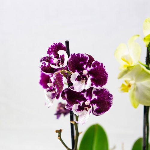 Фаленопсис 1 ствол Phalaenopsis 1st Taiwan mix 6+ 60/12 (Н)