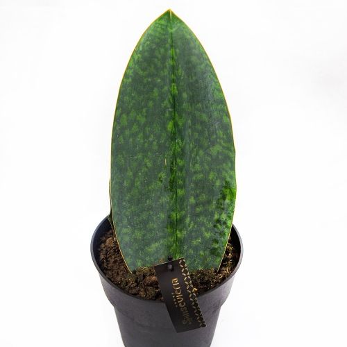 Сансевиерия Биг Ливс Грин Sansevieria Big Leaves Green 50/19 (Н)