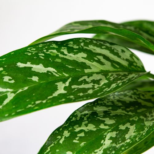 Аглаонема Грин Леди Aglaonema Green Lady 40/17 (Н)