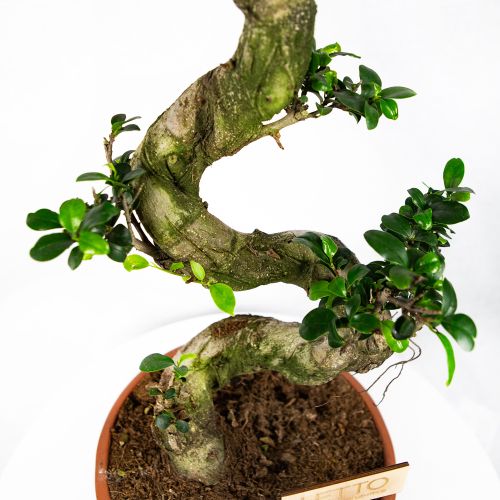 Фикус гинсенг S-образный Ficus ginseng S-type 70/27 (Н)