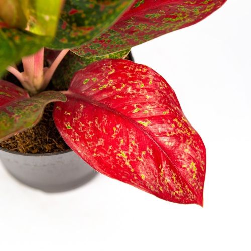 Аглаонема Ред Спринклс Aglaonema Red Sprinkles 45/12 (Н)