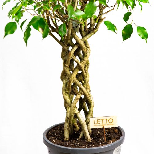 Фикус Бенджамина Экзотика труба Ficus benjamina Exotica tube 100/24 (Н)