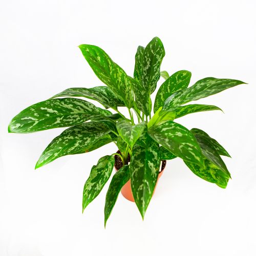 Аглаонема Грин Леди Aglaonema Green Lady 40/17 (Н)