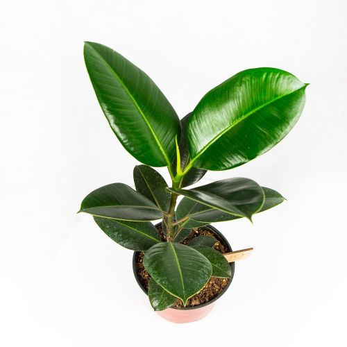 Фикус Эластика Ficus elastica 1рр d19