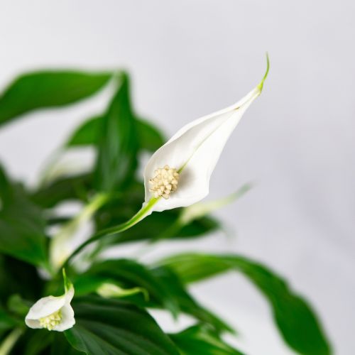 Спатифиллум Свит Чико Spathiphyllum Sweet Chico 55/13