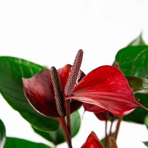 Антуриум Андре Адиос Ред Anthurium andraeanum Adios Red 7+ 55/17