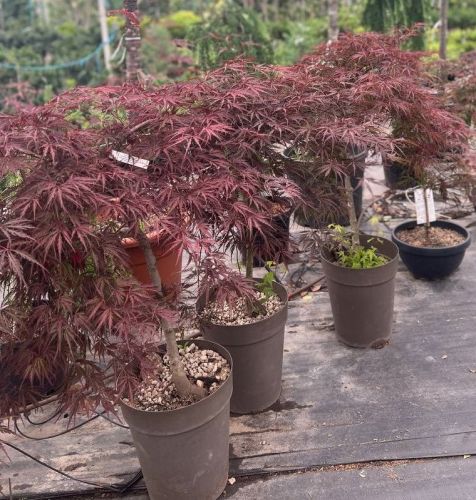 Клен дланевидный Тамукеяма полуштамб 80/90 Acer palmatum var. dissectum Tamukeyama 30л (И)