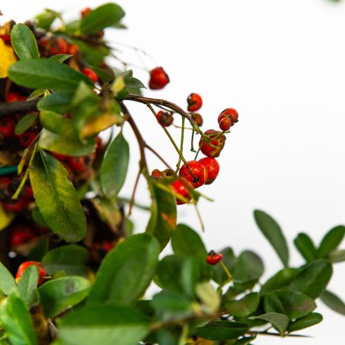 Пираканта микс Pyracantha in varieta 10л (И)