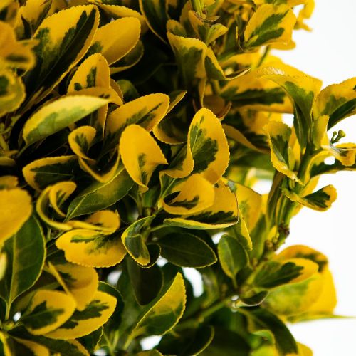 Бересклет японский Элегантиссима Ауреа 1/2 ШТАМБ Euonymus japonicus Elegantissima Aurea 18л (И)