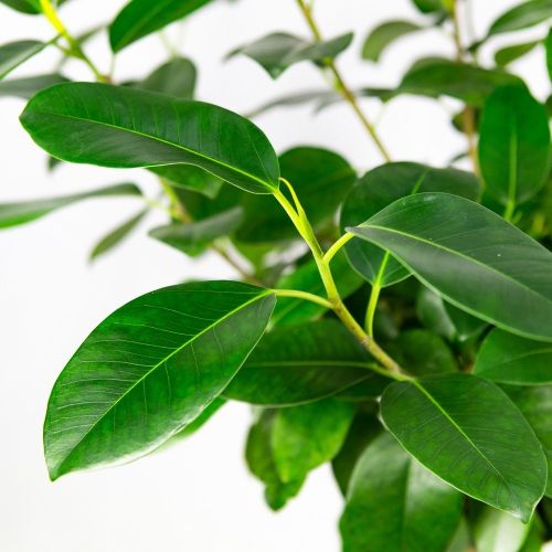 Фикус австралийский на штамбе Ficus australis on stem 100/21 (Н)