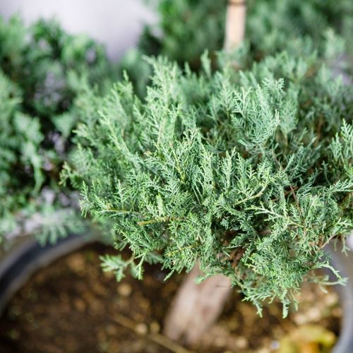 Можжевельник виргинский Grey Owl БОНСАЙ 160/180 Juniperus virginiana BONSAI (И)