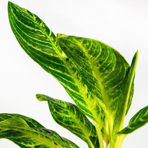 Аглаонема Кейлайм Aglaonema Keylime 17/60 (Н)			