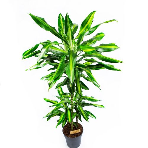 Драцена Синто Dracaena Cintho 60-30-15 120/21