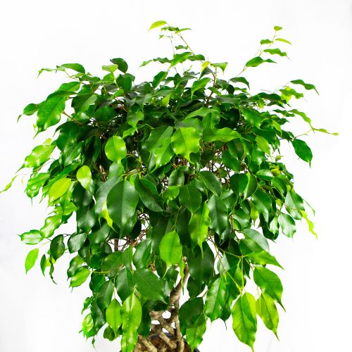 Фикус Бенджамина Экзотика спутанный Ficus benjamina Exotica mat 140/30