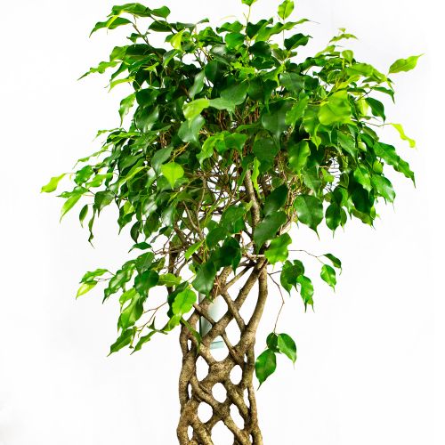 Фикус Бенджамина Экзотика спутанный Ficus benjamina Exotica mat 140/30