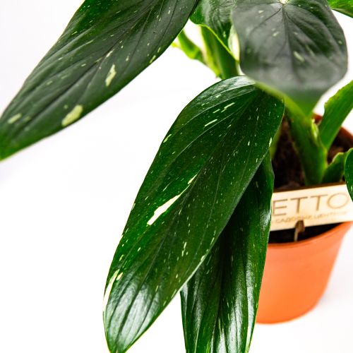 Филодендрон Кобра Philodendron Cobra 50/17