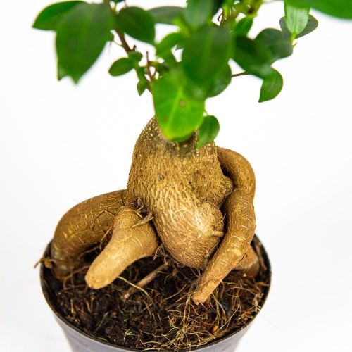 Фикус гинсенг Ficus ginseng 20/9