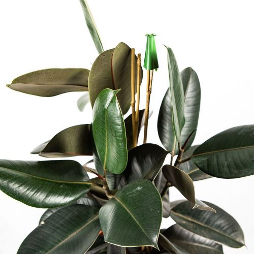 Фикус каучуконосный Робуста 3 ствола Ficus elastica Robusta 3 pp 85/27