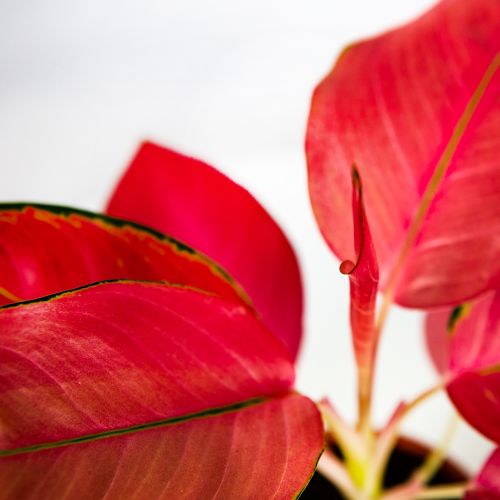 Аглаонема Ред Джой Aglaonema Red Joy 30/12 (Н)