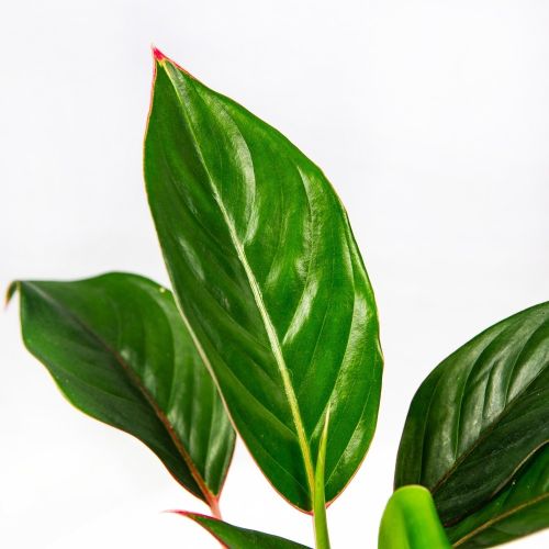 Аглаонема Мистерио Aglaonema Misterio 40/13 (Н)