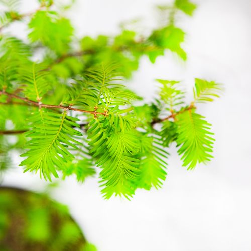 Метасеквойя глиптостробоидная 175/200 Metasequoia glyptostroboides 10л (Н)