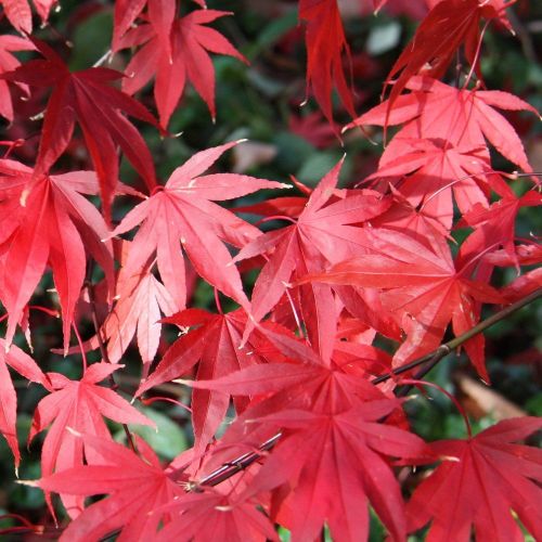 Клен веерный / дланевидный 30лт 125/150 Acer palmatum (И)