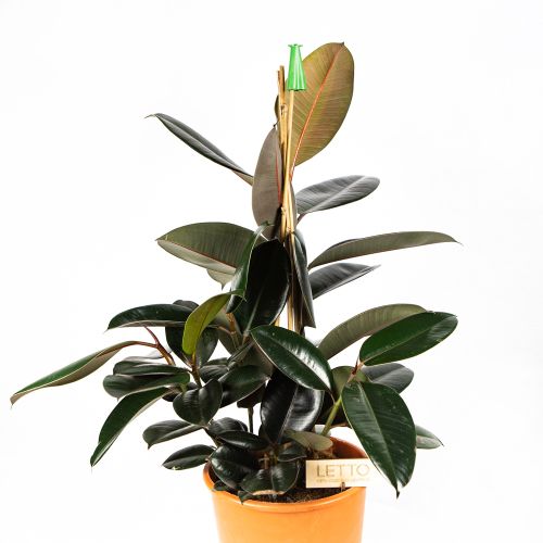 Фикус каучуконосный Абиджан 3 ствола Ficus elastica Abidjan 3 pp 70/24