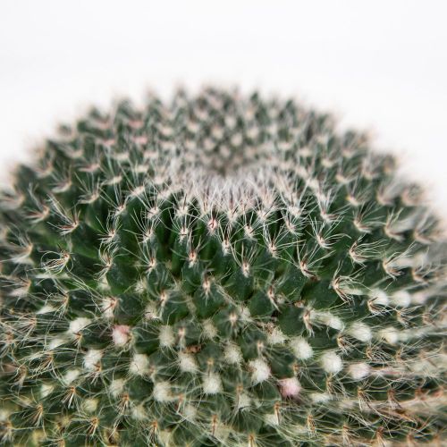 Кактус Cactus Mammillaria Hahniana15/12