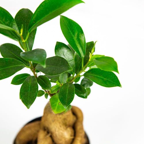 Фикус гинсенг Ficus ginseng 20/9