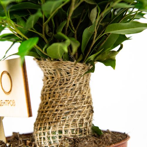 Фикус Бенджамина Грин Кинки Ficus benjamina Green  Kinky  Jute  30/12 