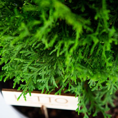 Туя западная Хосери Thuja occidentalis Hoseri 10л (ЗК)