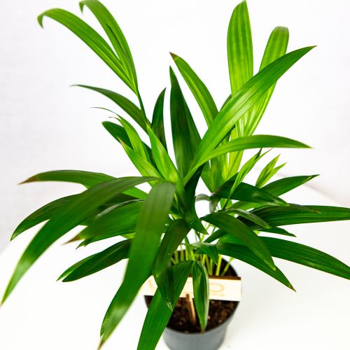 Дипсис желтоватый Dypsis lutescens 40/12 (Н)