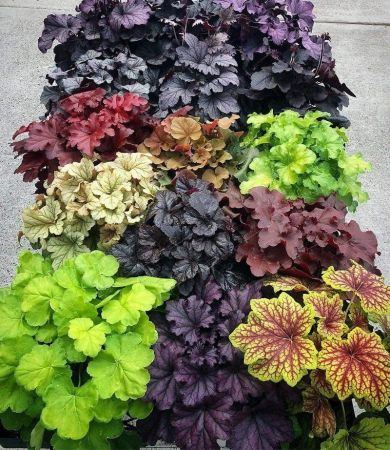 Гейхера в ассортименте Heuchera d13 см