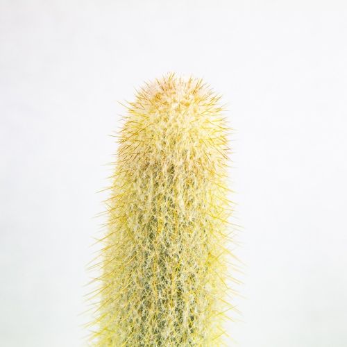 Кактус аустроцефалоцереус Дыбовского Cactus Austrocephalocereus Dybowskii 50/21 (Н)