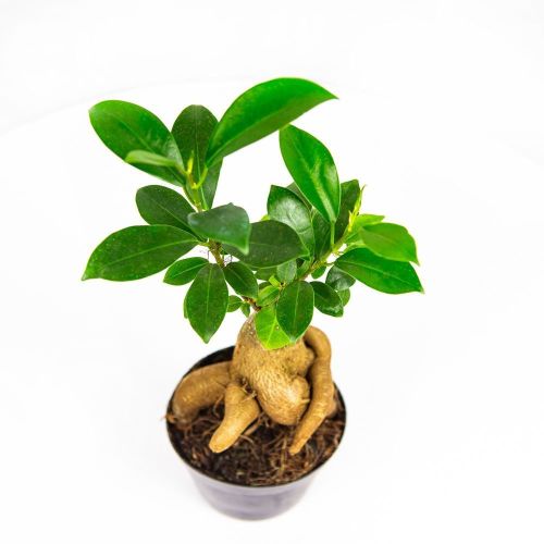 Фикус гинсенг Ficus ginseng 20/9