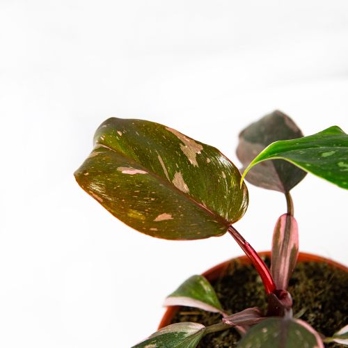 Филодендрон Принцесс микс Philodendron  Princess 30/12