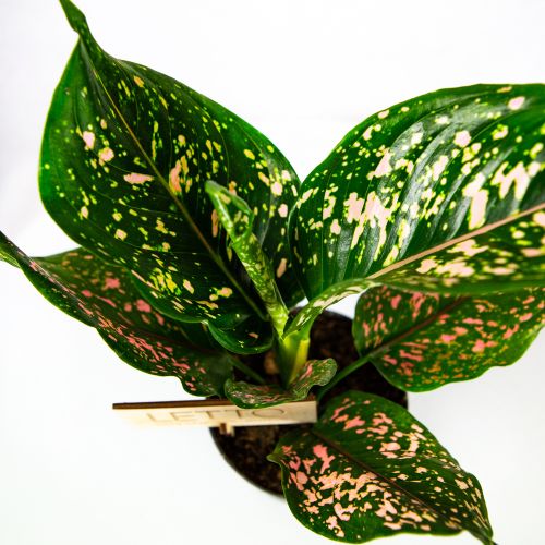 Аглаонема Пинк Леопард Aglaonema Pink Leopard 30/12 (Н)