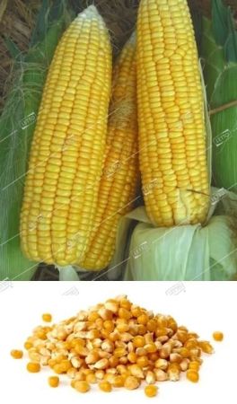 Кукуруза Ранняя лакомка, семена Весовые кг