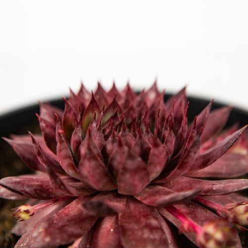 Молодило микс Sempervivum mix /17