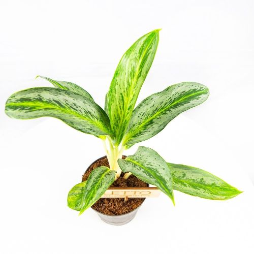 Аглаонема Эмеральд Стоун Aglaonema Emerald Stone 35/12 (Н)