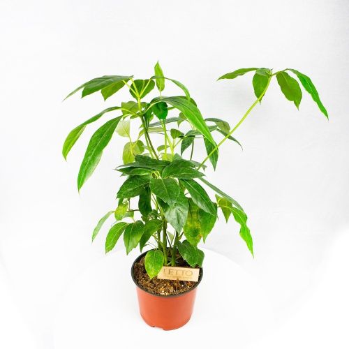 Шефлера лучелистная Schefflera actinophylla /19