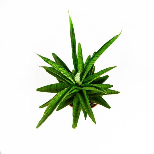 Сансевиерия микс Sansevieria mix 30/9