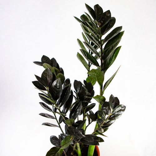 Замиокулькас Блэк Равен Zamioculcas Black Raven 60/17 (Н)