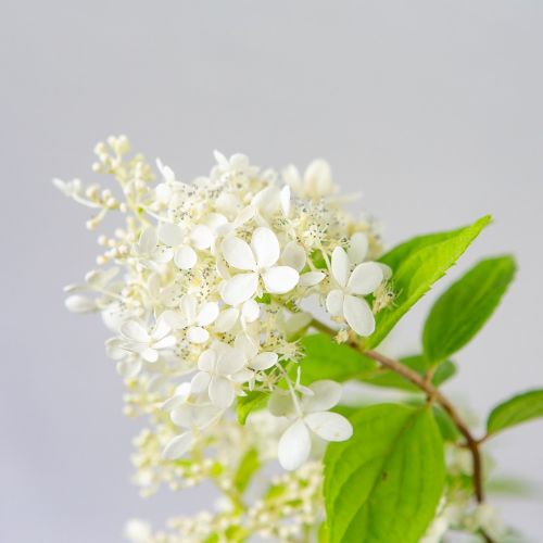 Гортензия метельчатая Грандифлора Hydrangea paniculata Grandiflora 2л/3л (ГМ)