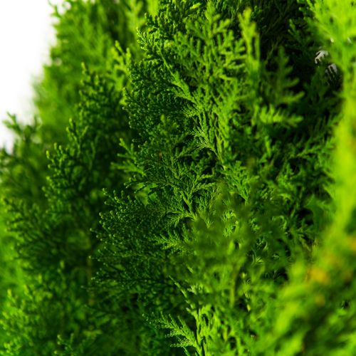 Туя восточная Ауреа Нана 60/80 Thuja orientalis Aurea Nana 25л (ЗК)