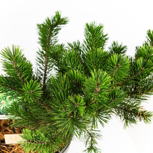 Сосна горная Гном Pinus mugo Gnom 7,5л (Н)