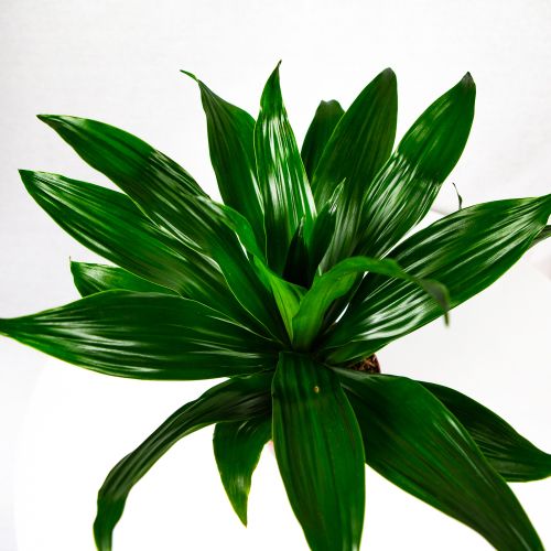 Драцена Драгон микс Dracaena Dragon mix 23/12